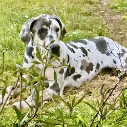 Great Dane Puppies from Florida Danes