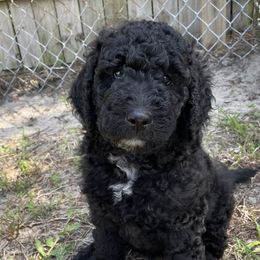 Goldendoodle Puppies from Bianca Bleu Goldendoodles