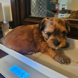 Coco - Gold female Shorkie puppy in Chattanooga, Tennessee from Passion Pups TN