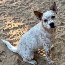 Young ADULT -female -beautiful mottle- to furever home - Red mottled female Australian Cattle Dog puppy in Scurry, Texas from RedHorizon AKC Australian Cattle Dogs (Heelers)