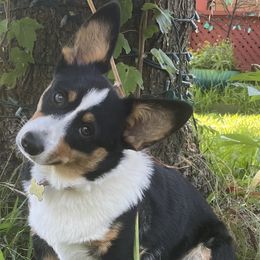 Reggie - Pembroke Welsh Corgi