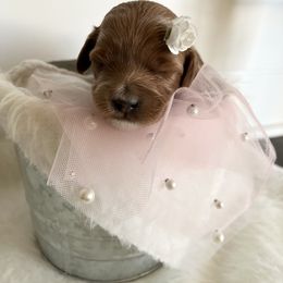 Labradoodle Puppies from Uintah Basin Doodles