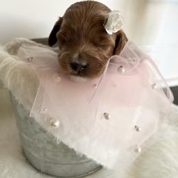 Labradoodle Puppies from Uintah Basin Doodles