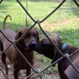 Briar  - Redbone Coonhound