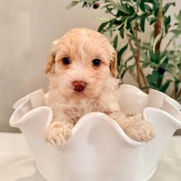 Clarence - Parti male Labradoodle puppy in Bruceton Mills, West Virginia from Adonai Ra'ah Farms