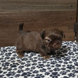Male 3 - Liver male Shih Tzu puppy in Meadows Of Dan, Virginia from Walt’s Shih Tzus