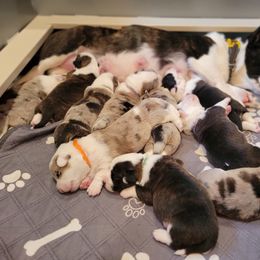 Cardigan Welsh Corgi Puppies from Star N Cardigan Corgis