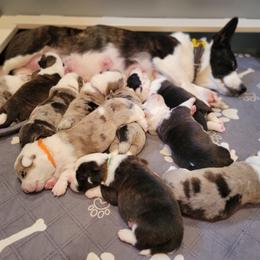 Cardigan Welsh Corgi Puppies from Star N Cardigan Corgis