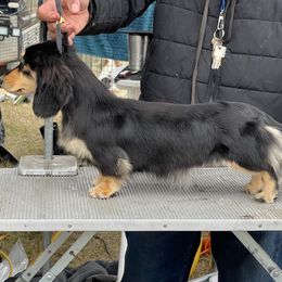 Julie - Dachshund
