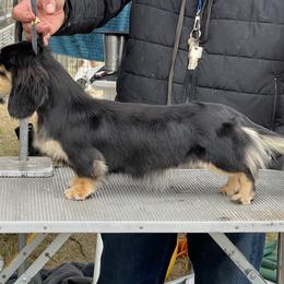 Julie - Dachshund