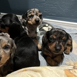 Dachshund Puppies from Dachshund Family Love Breeders