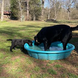 Labrador Retriever Puppies from No Boundaries Kennels
