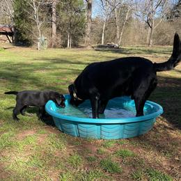 Labrador Retriever Puppies from No Boundaries Kennels