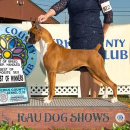 UKC CH, IntCH, Schaible’s North Starr Sailor - Boxer