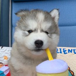 Siberian Husky Puppies from Canace Siberians