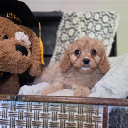Girl 2 - Red female Cavapoo puppy in Lincolnton, North Carolina from Cuddable Pups