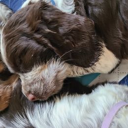 English Springer Spaniel Puppies from Savannah River Springers
