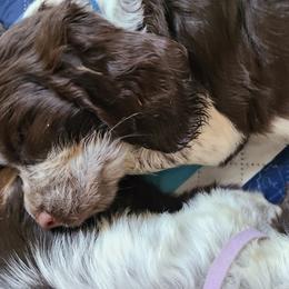 English Springer Spaniel Puppies from Savannah River Springers