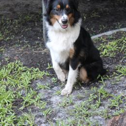 Australian Shepherd and Miniature Australian Shepherd All Grown Up from The Great Bambino SunState Aussies!