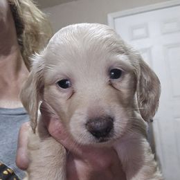 Green collar - Cream male Dachshund puppy in Lyle, Washington from Wines Wienery