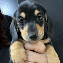 Colette Girl 1 - Black and tan female Dachshund puppy in Bigfork, Minnesota from Dachshunds Up North