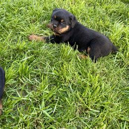 Tambo - Black and mahogany male Rottweiler puppy in Denver, Colorado from Denver Rottweilers