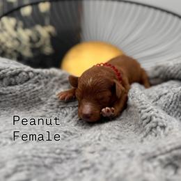 Peanut - Red female Bernedoodle puppy in Ocala, Florida from Bernedoodles of Florida
