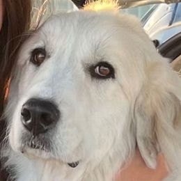 Jewel (JuJu) - Great Pyrenees