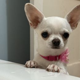 Lea - Chihuahua