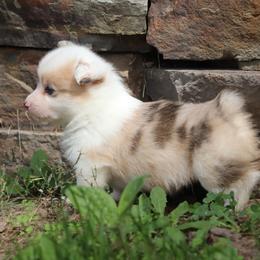 American Corgi, Cardigan Welsh Corgi, and Pembroke Welsh Corgi Puppies from Diamond Corgis