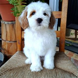 Goldendoodle and Poodle Puppies from Gorgeous Goldendoodles