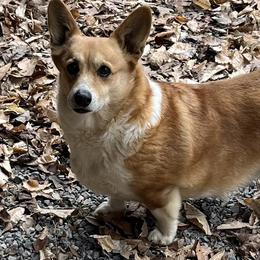 RUBY - Pembroke Welsh Corgi