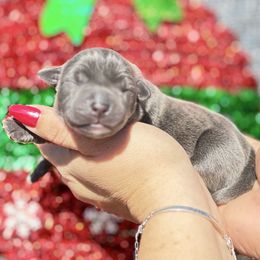 Katie-burgundy - Blue female Companion Cross puppy in Calimesa, California from BoujeePoodlesofsocal