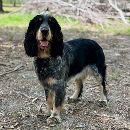 Raven - English Springer Spaniel