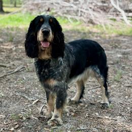 Raven - English Springer Spaniel