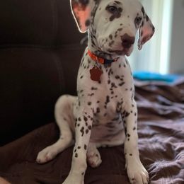 Dalmatian Puppies from Louisiana Roux Dalmatians