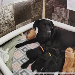 Labrador Retriever Puppies from Bayside Labradors