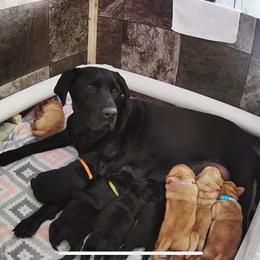 Labrador Retriever Puppies from Bayside Labradors