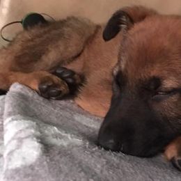 German Shepherds from Fantasy Maine Coons