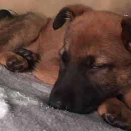 German Shepherds from Fantasy Maine Coons