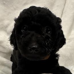 Girl 3 - Black Goldendoodle puppy in Hurricane, Utah from Dancing Doodles