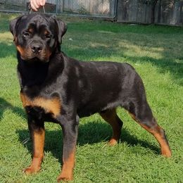 Rottweilers from SLR Diamond Show Dogs