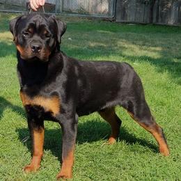Rottweilers from SLR Diamond Show Dogs