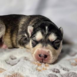 Aki - Sable and white male Siberian Husky puppy in Buckeye, Arizona from Anime Huskies