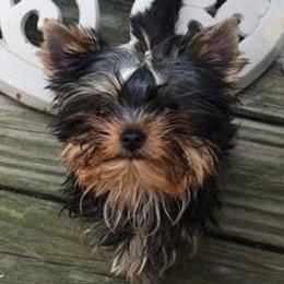 Yorkshire Terriers from Whispering Pines Yorkies and Biewers