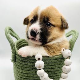 Pembroke Welsh Corgi Puppies from West Coast Corgi