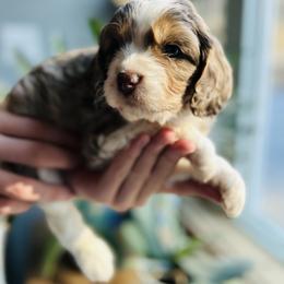 Ayalee - Merle female Cavapoo puppy in Natural Bridge, Virginia from Rockbridge Puppies