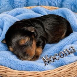 Nocona AKC RARE red pepper phantom - Salt and pepper male Miniature Schnauzer puppy in Dayton, Texas from Von Baron Schnauzers