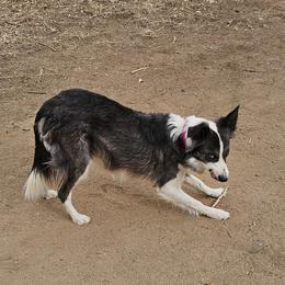 Cattail - Border Collie