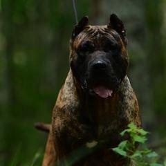 Jacky - Perro de Presa Canario